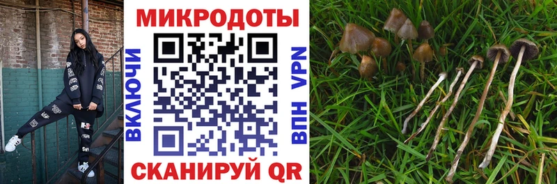 наркота Можга Галлюциногенные грибы Psilocybine cubensis